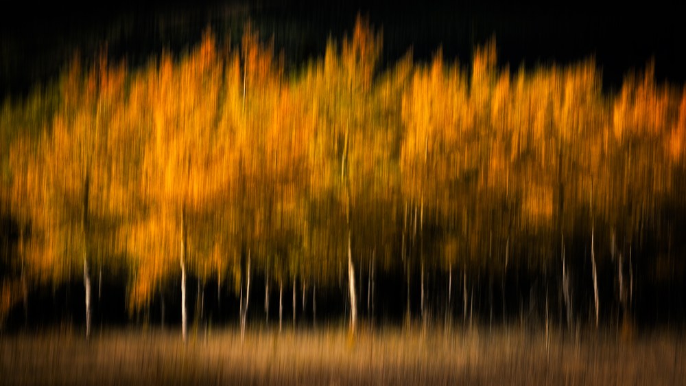 Autumn aspens smeared into vertical streaks by camera movement, gold and orange above pale trunks against a dark treeline.