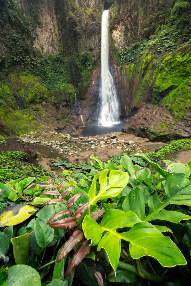 Broad monstera leaves fill the foreground below a tall waterfall dropping into a green amphitheatre of rock.