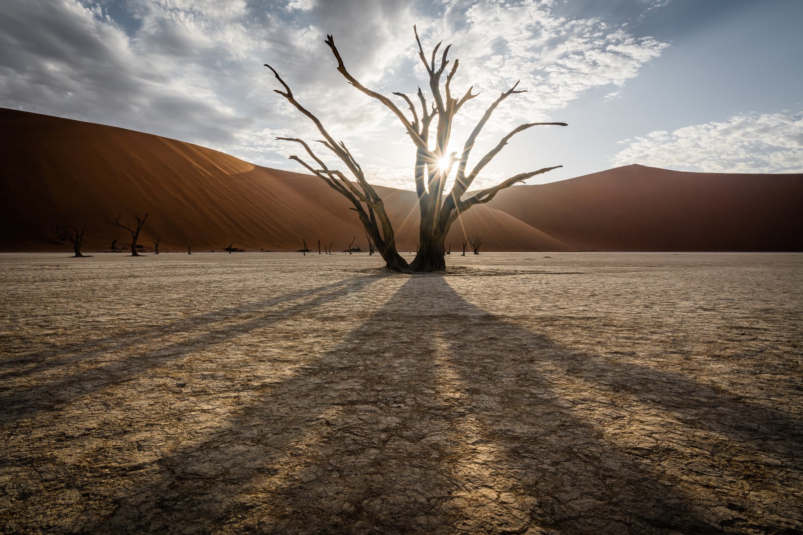 A dead camelthorn stands on a cracked white pan with the sun flaring through its bare branches, long shadows reaching toward the camera and an orange dune behind.