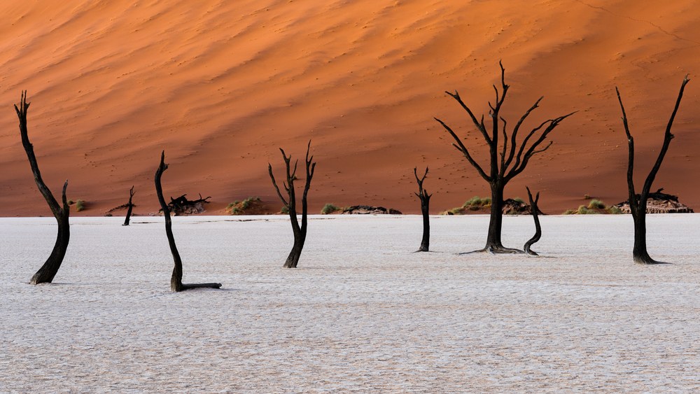 Blackened dead trees stand scattered across a white clay pan in front of a towering orange dune.