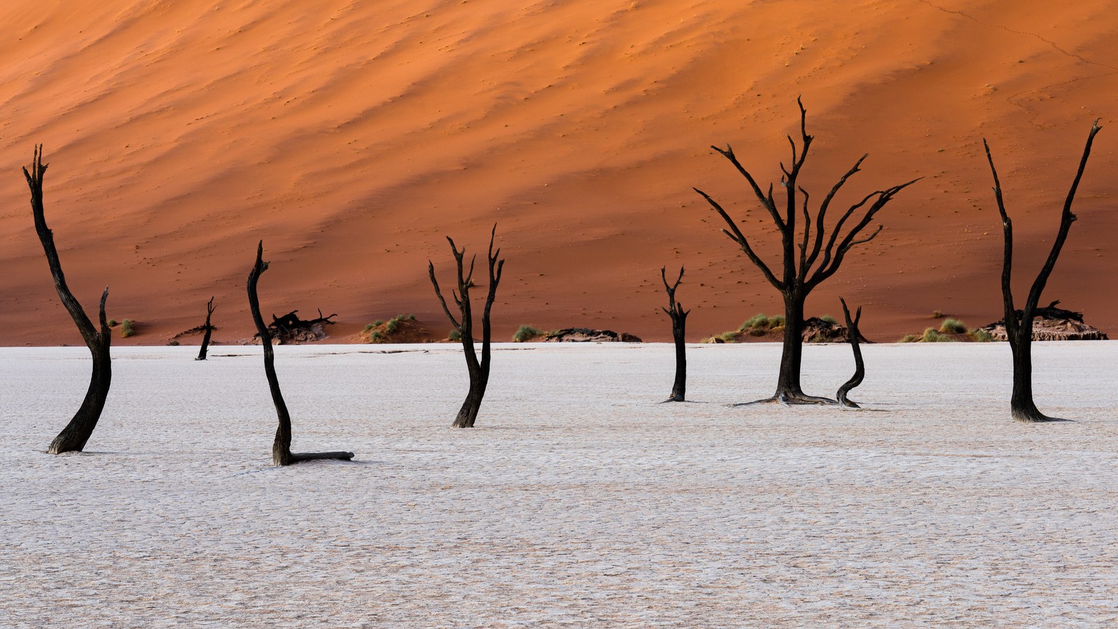 Blackened dead trees stand scattered across a white clay pan in front of a towering orange dune.
