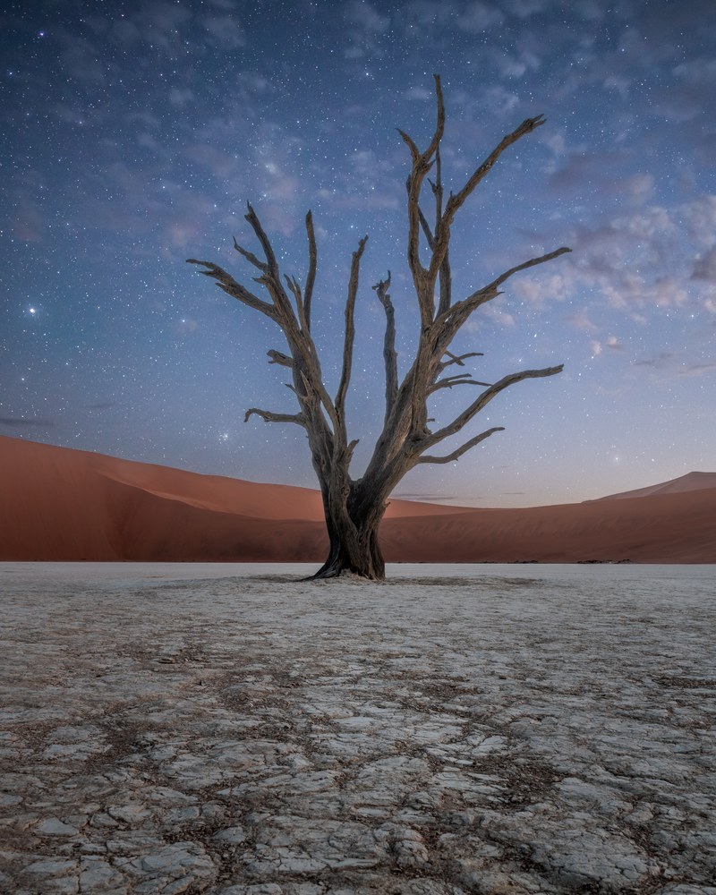 A single dead tree spreads its bare limbs against a star-flecked twilight sky, orange dunes low behind the cracked pan.