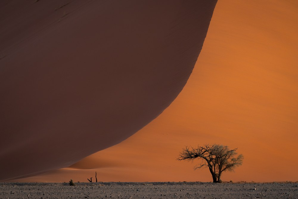 A single small acacia stands at the foot of an enormous orange dune whose curving crest divides the frame.