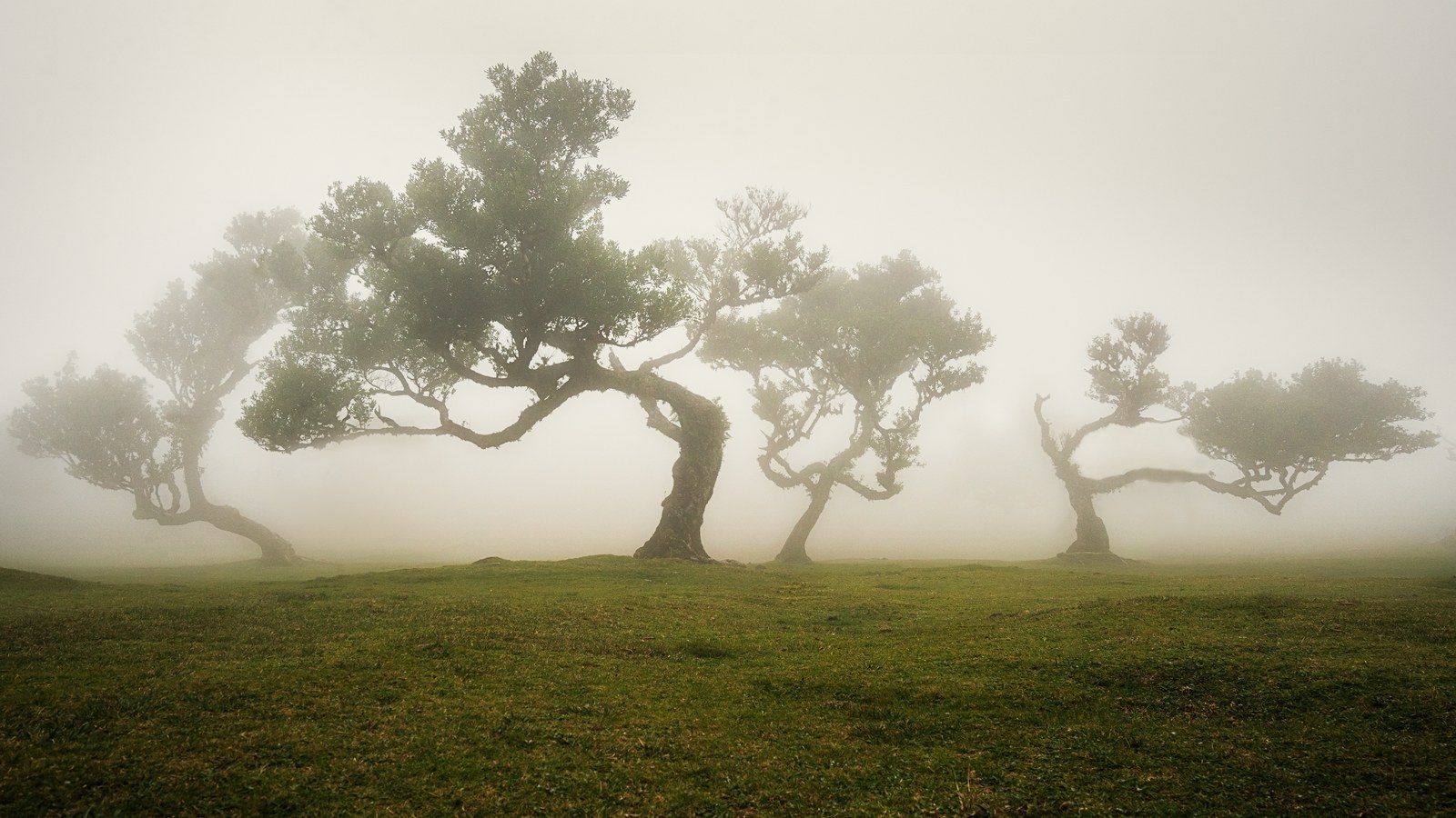 Four wind-shaped trees stand spaced across open grass, their crowns fading into heavy fog.