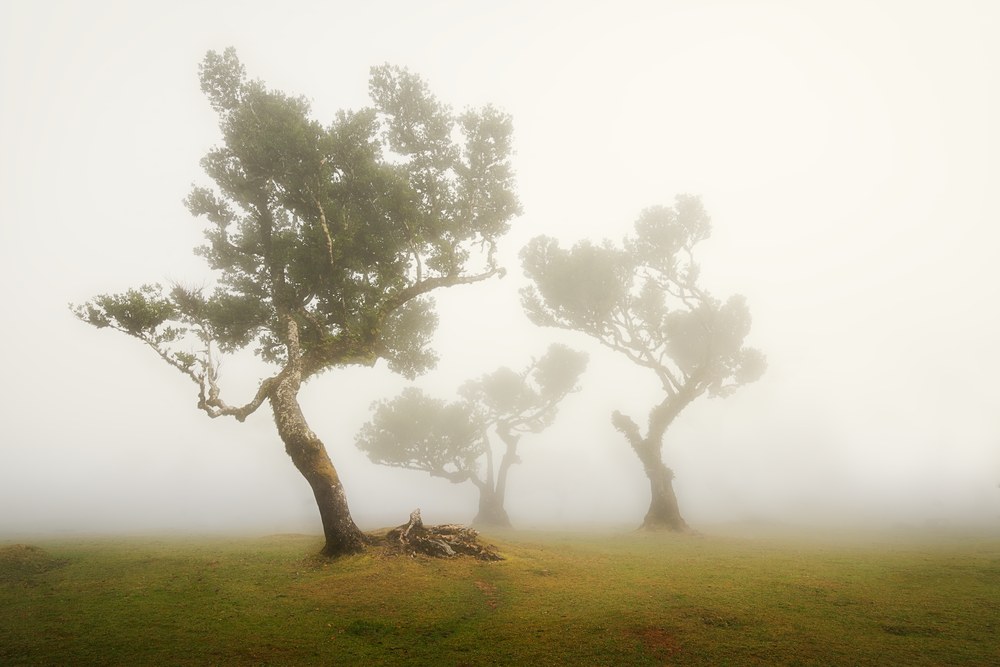 Three laurel trees stand on open grass in thick fog, the nearest showing bare roots at its base.