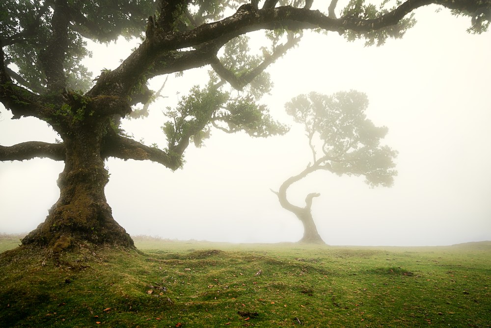 A gnarled laurel tree spreads over cropped grass while a second, smaller tree stands half dissolved in fog behind it.