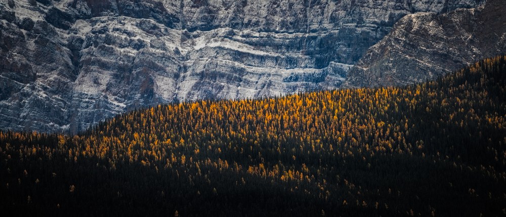 A telephoto band of gold larches sits among dark spruce beneath a grey, horizontally striated cliff face.