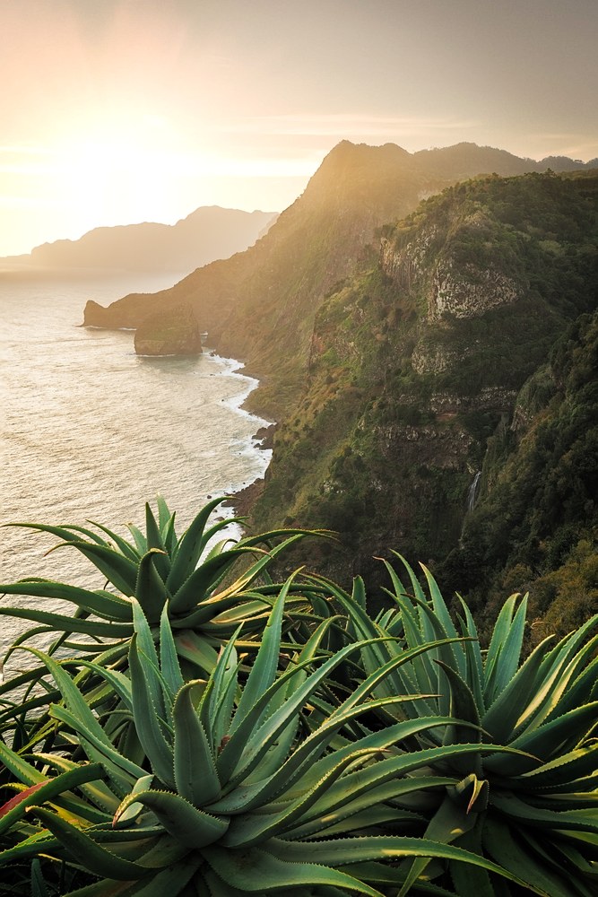 Agave rosettes crowd the foreground of a clifftop view along steep green headlands dropping to the sea, the low sun backlighting the ridgeline.