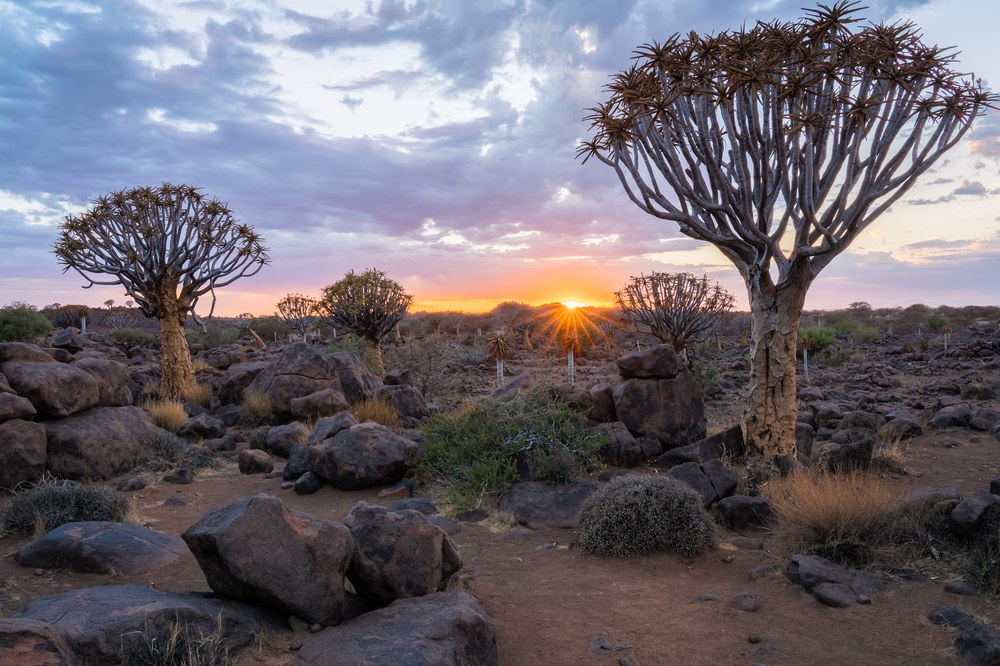 Quiver trees stand among dark dolerite boulders as the sun breaks in a starburst on the horizon between them.