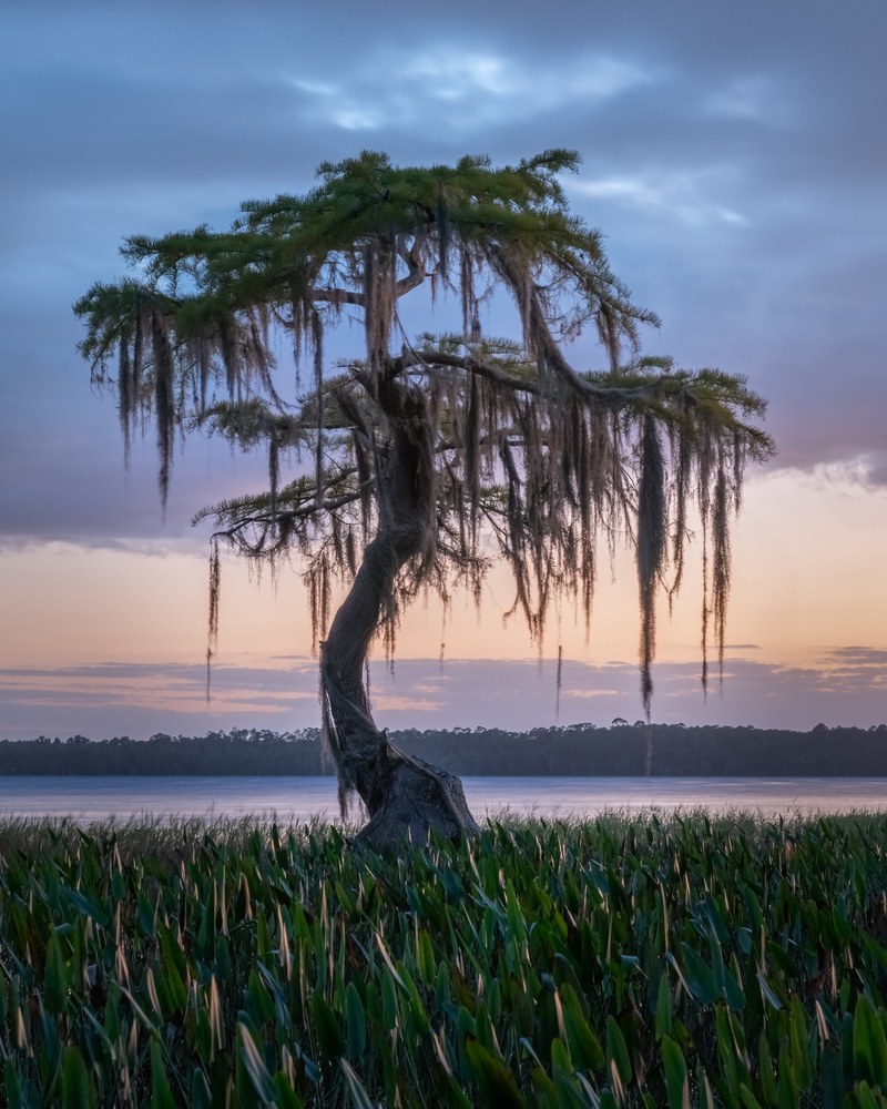 A lone cypress hung with Spanish moss stands over marsh reeds at dusk, a flat lake and low treeline behind.