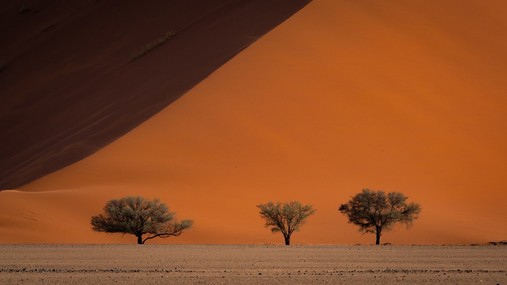 Three small acacias stand evenly spaced along a pale flat, the diagonal edge of a huge orange dune behind them.
