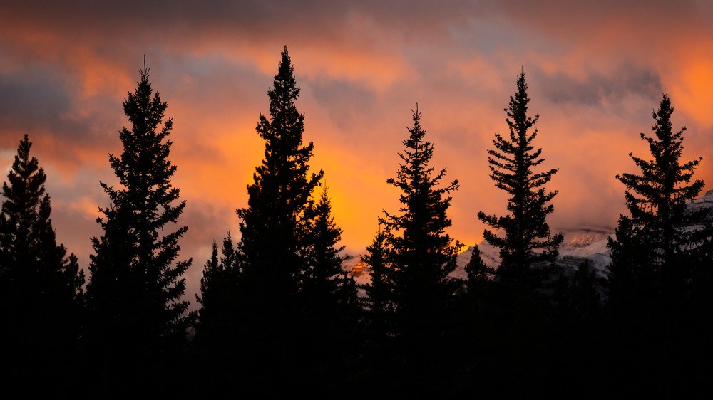 Spruce tops stand in silhouette against burning orange cloud, a snow-covered slope just visible behind them.