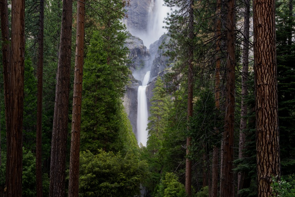 Tall pine trunks frame a gap in the forest where a two-tier waterfall drops down a distant cliff.